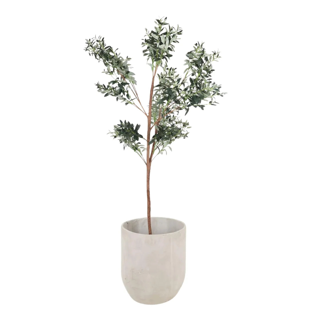 OLIVE TREE 180CM SGOL180/SG230208
