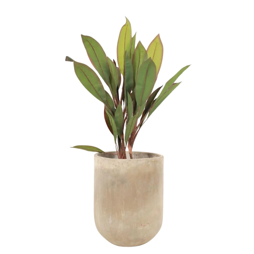 DRACENA 90CM SGDR090
