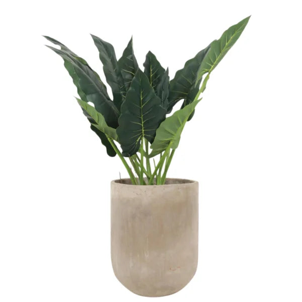 ALLOCASIA 110CM ALC110