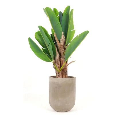 BANANA TREE 120CM BA3T120 PLANTA
