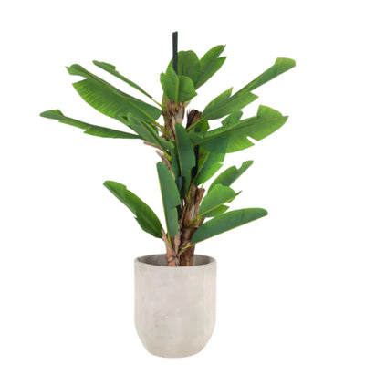 BANANA TREE 180CM BA3T180 PLANTA