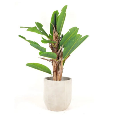 BANANA TREE 150CM BA3T150 PLANTA