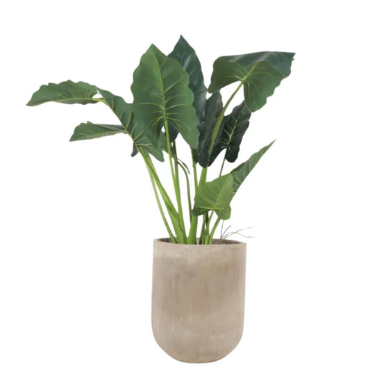 ALLOCASIA 80CM ALC080