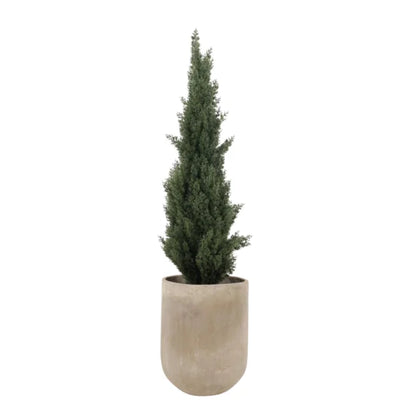 NEW CYPRESS PINO 120CM SCY120 PLANTA