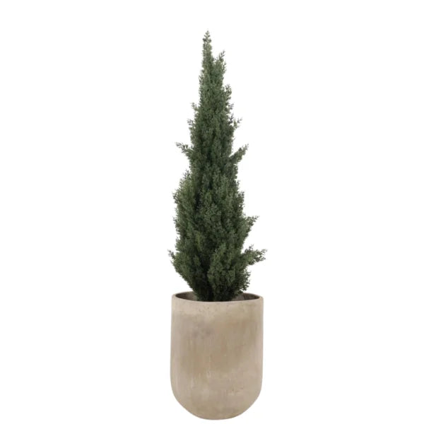 NEW CYPRESS PINO 120CM SCY120 PLANTA