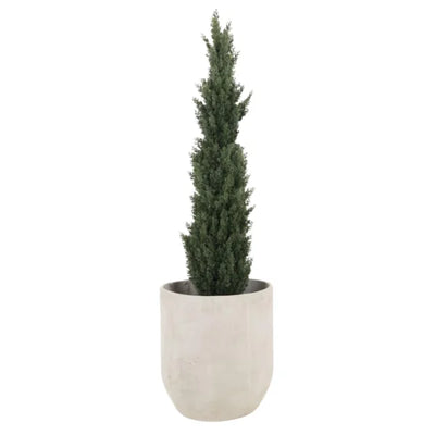 NEW CYPRESS PINO 150CM SCY150 PLANTA