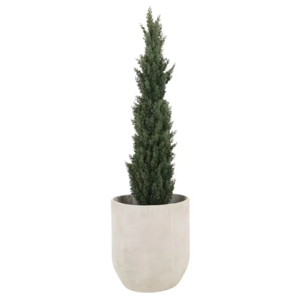 NEW CYPRESS PINO 150CM SCY150 PLANTA