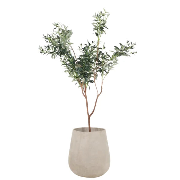 OLIVE TREE 150CM SGOL150/SG230209